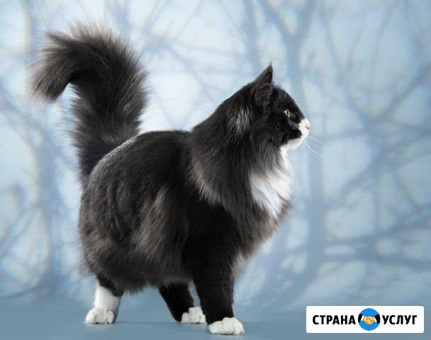 Стрижка собак и кошек, выставочный груминг, линька Новосибирск - изображение 1