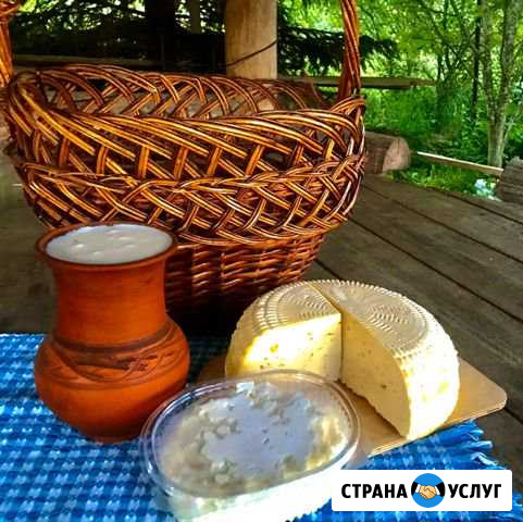 Молоко коровье. Творог. Сыр Вологда - изображение 1