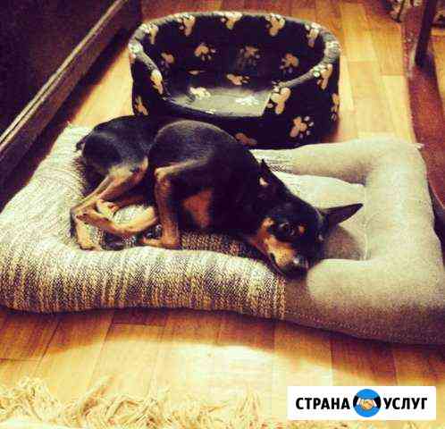 Вязка той терьер Краснодар