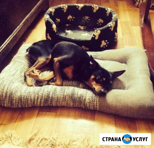 Вязка той терьер Краснодар - изображение 1