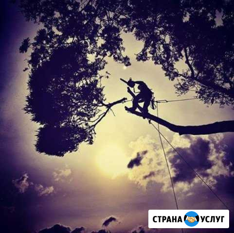 Спилить дерево по частям. Обрезка. Кронирование Солнечногорск - изображение 1