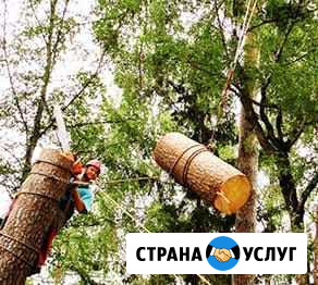 Спил деревьев без автовышки Аксай - изображение 1