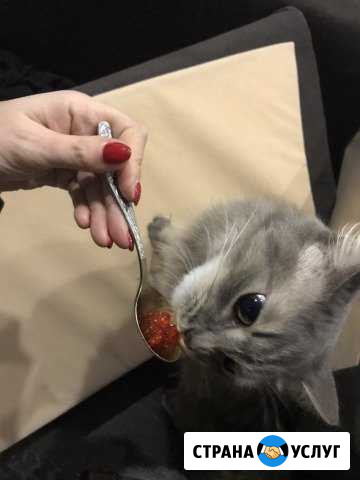 Посижу с котом, собакой, передержка, опыт Казань - изображение 1