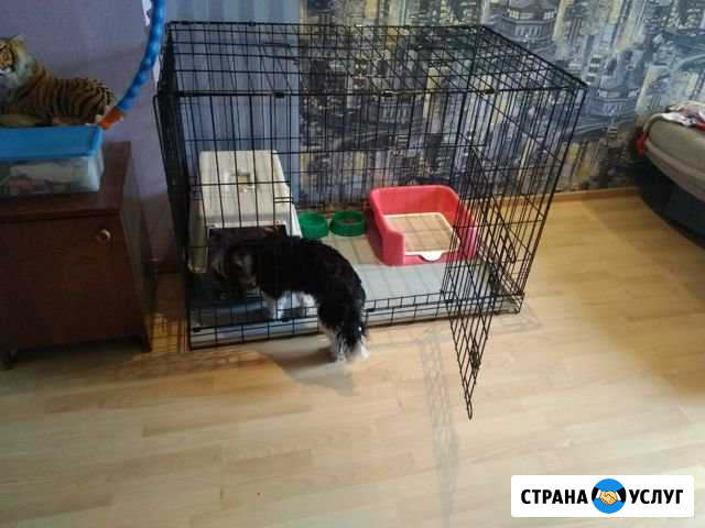 Передержка животных Архангельск - изображение 1