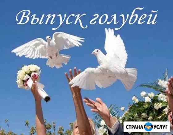 Выпуск белых голубей на вашу свадьбу с доставкой Омск