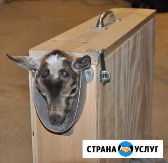 Обезроживание козлят коз Елабуга - изображение 1