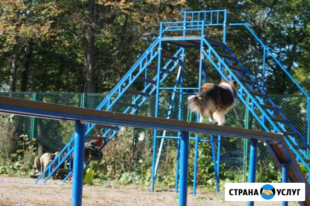 Дрессировка собак и собачек, кинолог Санкт-Петербург - изображение 1