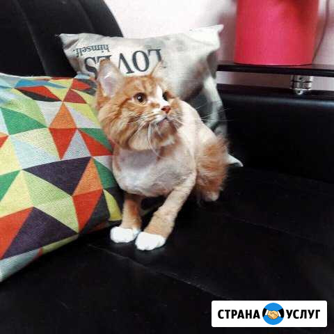 Стрижка кошек в Сургуте Сургут - изображение 1