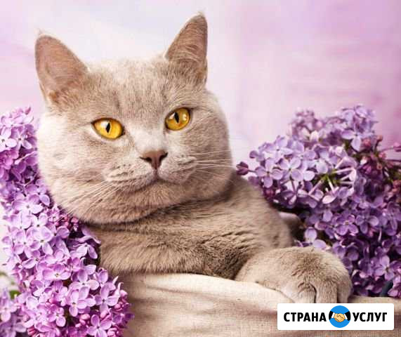 Передержка Красногорск - изображение 1