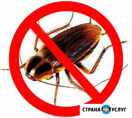 Уничтожение тараканов Самара - изображение 1