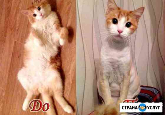 Стрижка животных-кошек, собак. Груминг Москва