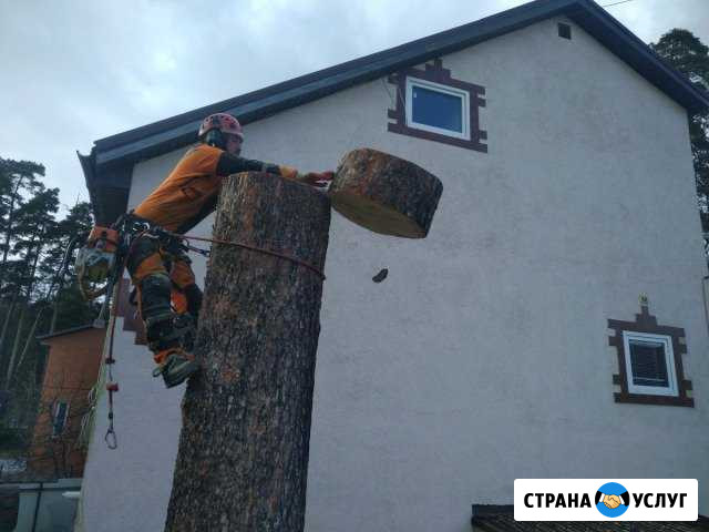 Комплексное удаление деревьев Долгопрудный - изображение 1