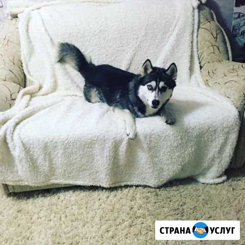 Хаски на вязку Томск - изображение 1