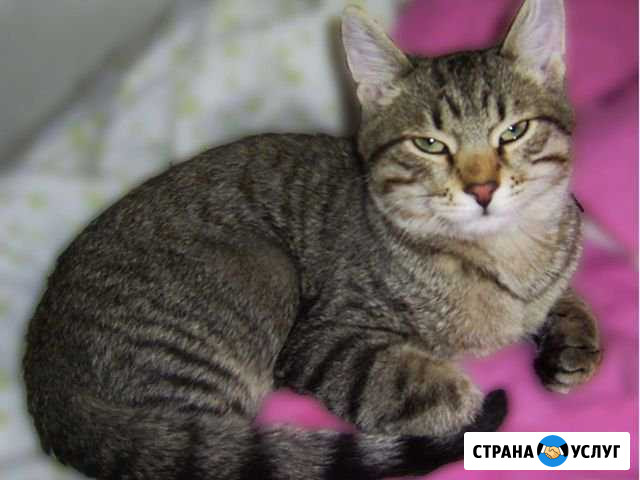 Передержка кошек Обнинск - изображение 1