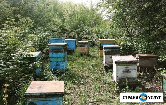 Натуральный мёд Норильск - изображение 1