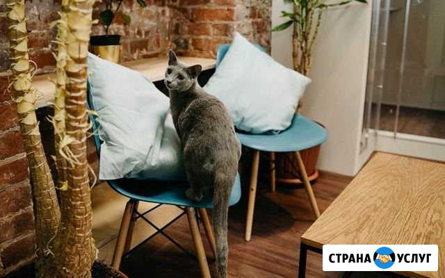 Домашняя зоогостиница для питомцев Архангельск жив Архангельск - изображение 1