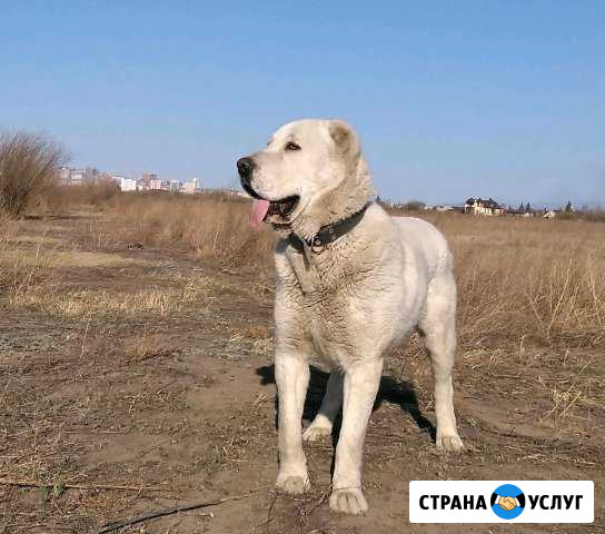 Среднеазиатская Овчарка, Алабай Улан-Удэ - изображение 1
