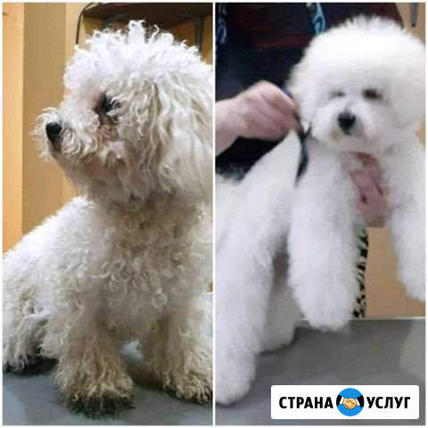 Стрижка собак и кошек Ейск - изображение 1