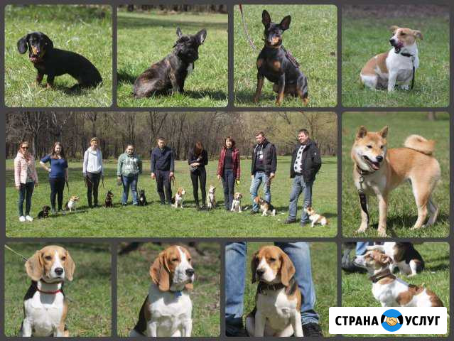 Дрессировка собак (индивидуально) Москва - изображение 1