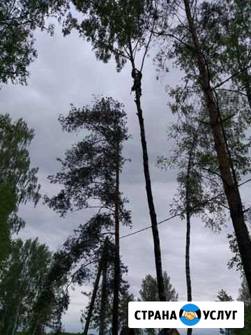 Удаление деревьев Воровского - изображение 1