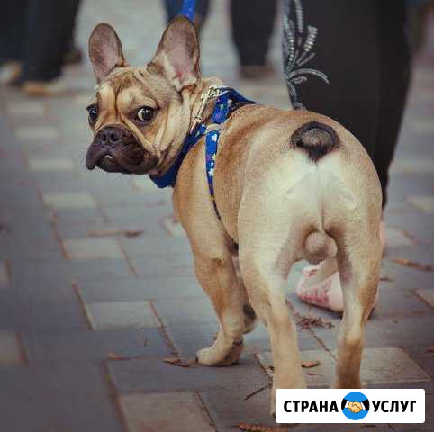 Передержка животных Пятигорск - изображение 1