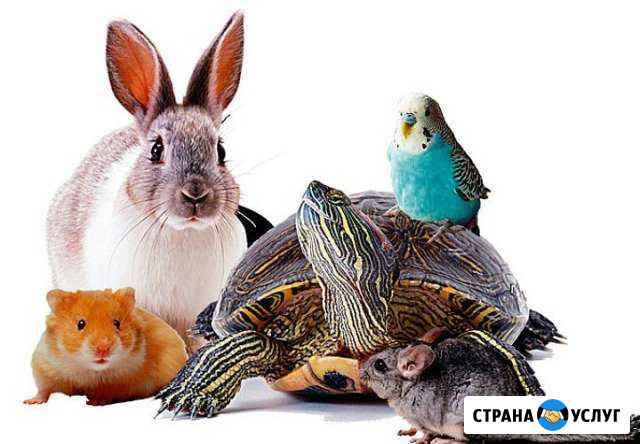 Присмотрю за грызунами и птицами Норильск - изображение 1