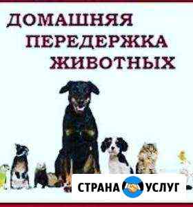 Передержка ваших питомцев Липецк
