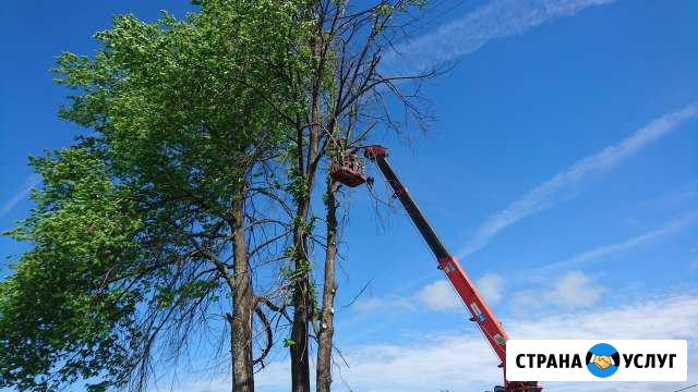 Удаление деревьев Вышний Волочек - изображение 1