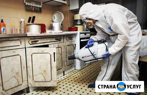 Уничтожение клопов, тараканов, дезинфекция Волжский Волгоградской области - изображение 1