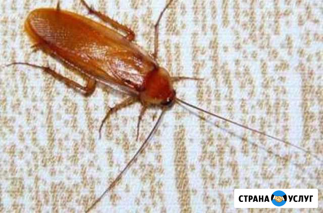 Уничтожение тараканов, клопов - холодным туманом Кинель-Черкассы - изображение 1