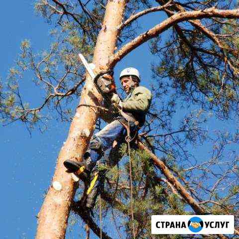 Спил деревьев, покос травы Кировск