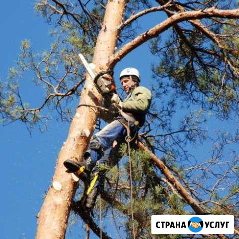 Спил деревьев, покос травы Кировск - изображение 1