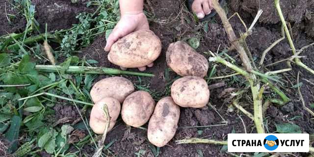 Продам картофель Калуга - изображение 1