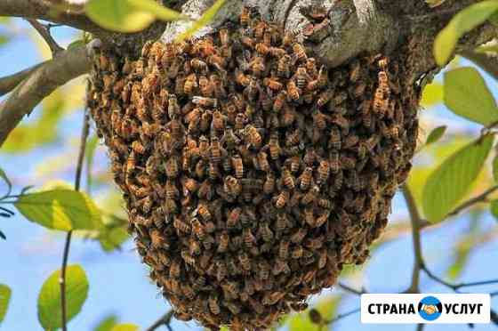 Сниму рой пчел Шатура