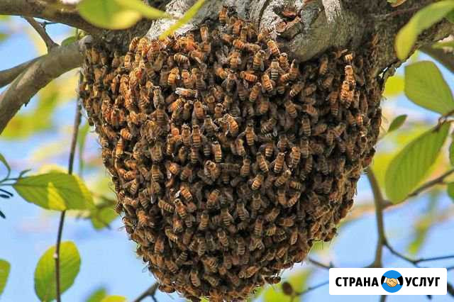 Сниму рой пчел Шатура - изображение 1