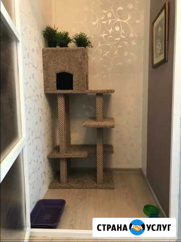 PetsWill - отель для кошек и собак любых размеров Бугры - изображение 1