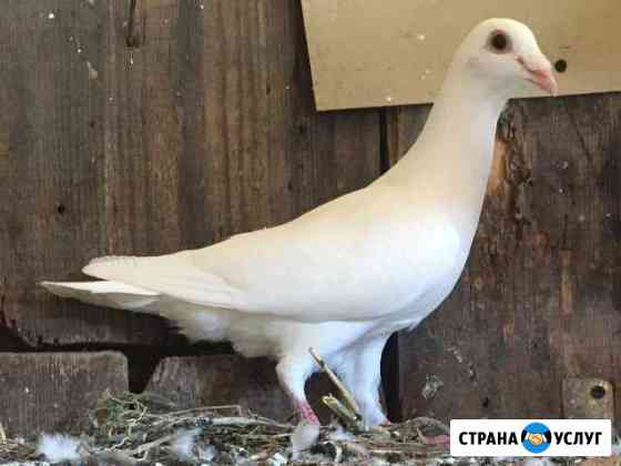 Предоставление белых голубей на торжество Прохладный