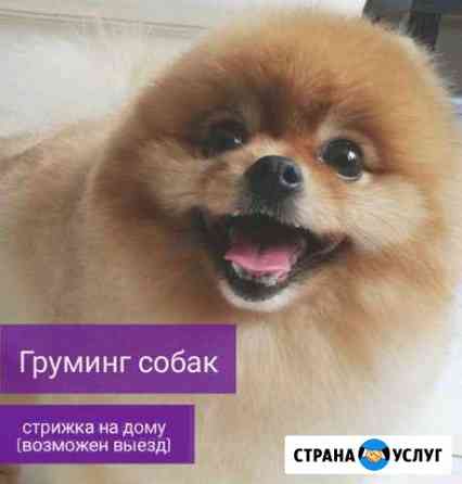 Груминг собак. Стрижка собак Екатеринбург
