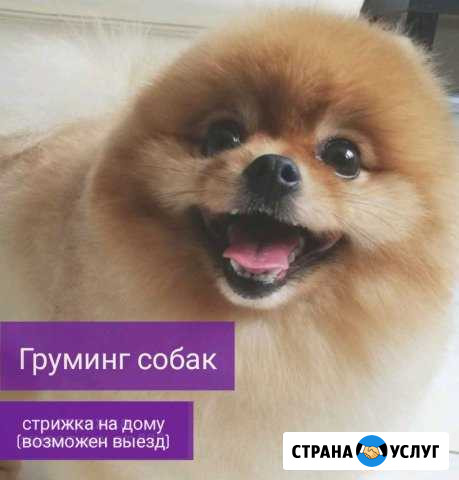 Груминг собак. Стрижка собак Екатеринбург - изображение 1