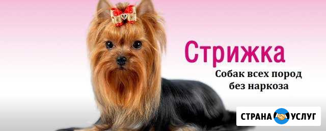 Стрижка собак декоративных пород с выездом и без Смоленск - изображение 1