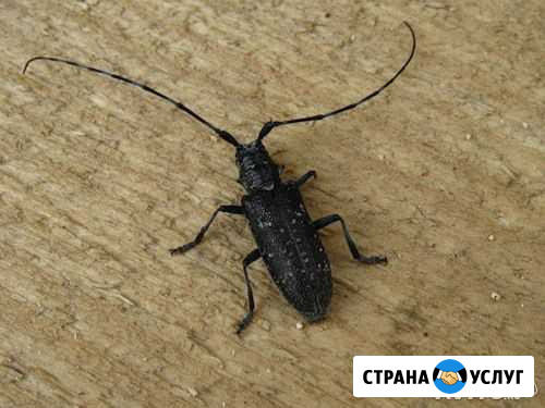 Уничтожение короедов, жуков усачей и т. п Стерлитамак - изображение 1