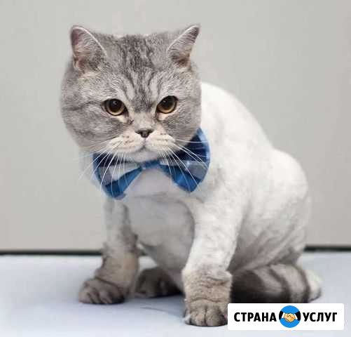 Стрижка кошек на дому Минеральные Воды - изображение 1