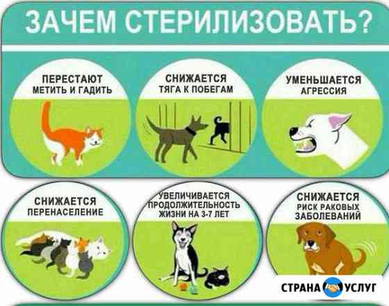 Ветеринарный врач на дом Великий Новгород