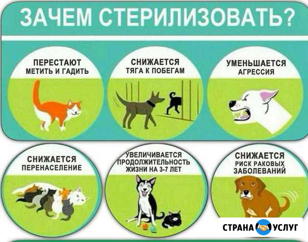 Ветеринарный врач на дом Великий Новгород - изображение 1