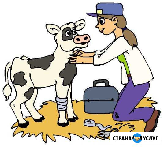 Ветеринарный Врач вызов на дом Минеральные Воды - изображение 1