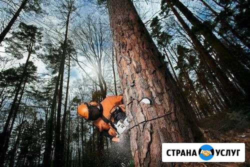 Спил деревьев Нижний Тагил - изображение 1