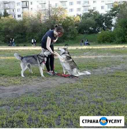 Выгул собак Москва