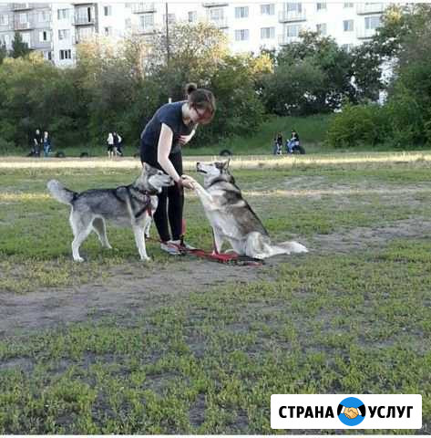 Выгул собак Москва - изображение 1