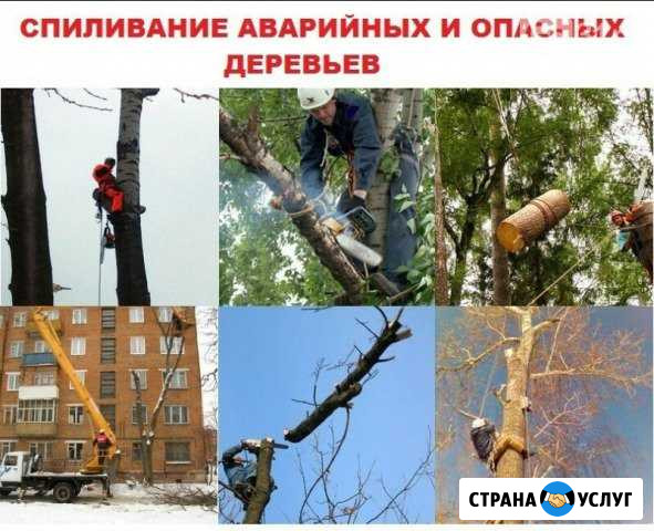 Удаление деревьев Вышний Волочек - изображение 1