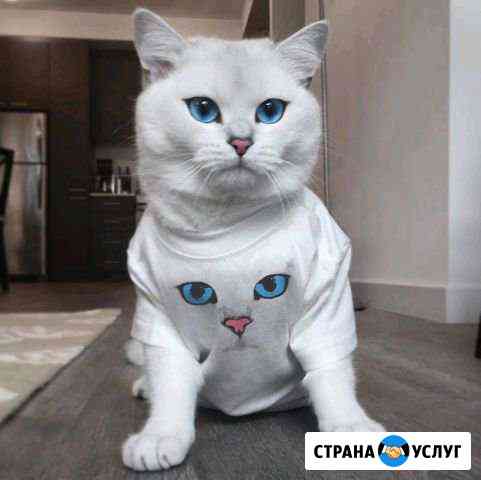 Передержка животных Самара